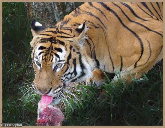 Missing Image: i_0051.jpg - TIGER-WITH-A-SNACK