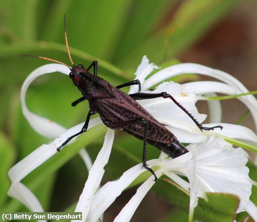 Missing Image: i_0007.jpg - Lubber-Grasshopper-Costa-Rica