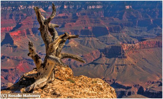 Missing Image: i_0011.jpg - Dead Tree