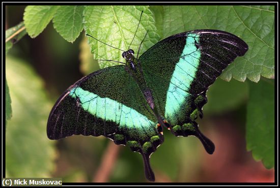Missing Image: i_0016.jpg - EmeraldSwallowtail