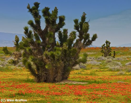 Missing Image: i_0027.jpg - Lancaster Poppies