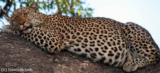 Missing Image: i_0034.jpg - African Catnap