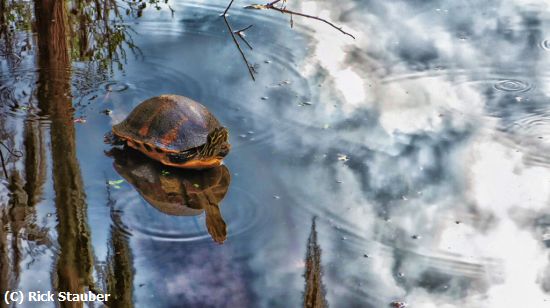 Missing Image: i_0035.jpg - Turtle in the Sky