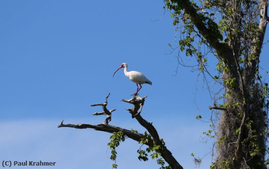 Missing Image: i_0036.jpg - Ibis on Perch