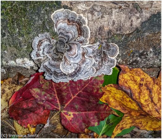 Missing Image: i_0038.jpg - Mushroom and Fall Color