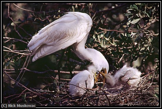 Missing Image: i_0039.jpg - Great-Egret-Feeds-Chicks