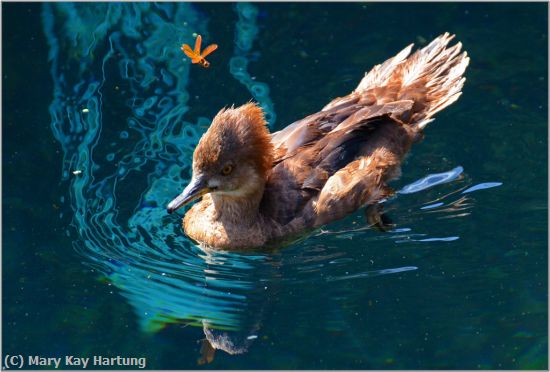 Missing Image: i_0040.jpg - Hooded-Merganser