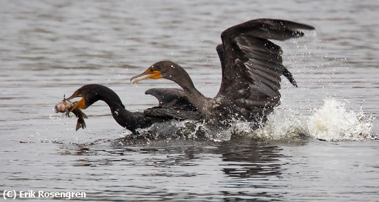 Missing Image: i_0041.jpg - Anhingha-fish-fight