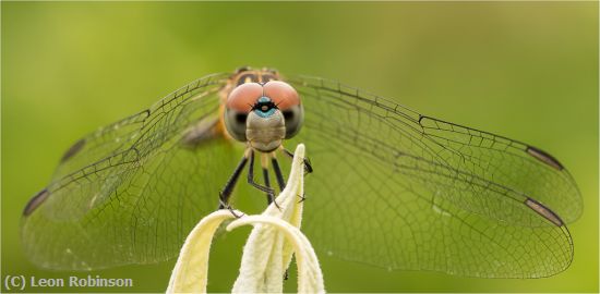 Missing Image: i_0043.jpg - Portrait of a Dragon Fly