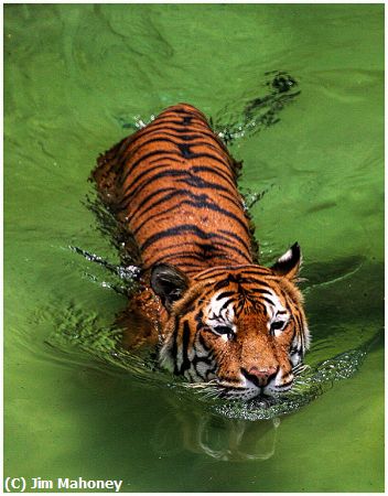 Missing Image: i_0047.jpg - Tiger