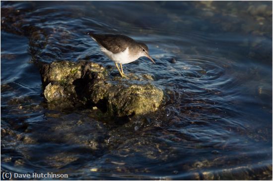 Missing Image: i_0048.jpg - Sandpiper on a Rock