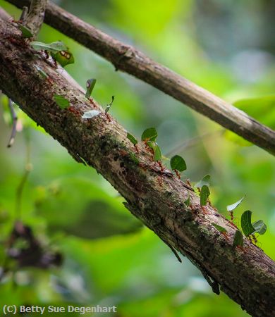 Missing Image: i_0051.jpg - Leafcutter-Ants at work