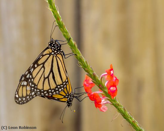 Missing Image: i_0052.jpg - Mating Monarchs on Porterweed