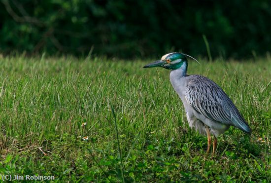 Missing Image: i_0054.jpg - Yellow Crested Night Heron