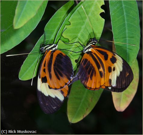 Missing Image: i_0056.jpg - Heliconious-Mating