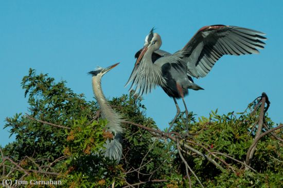 Missing Image: i_0057.jpg - Great Blues in Breeding Season-9929