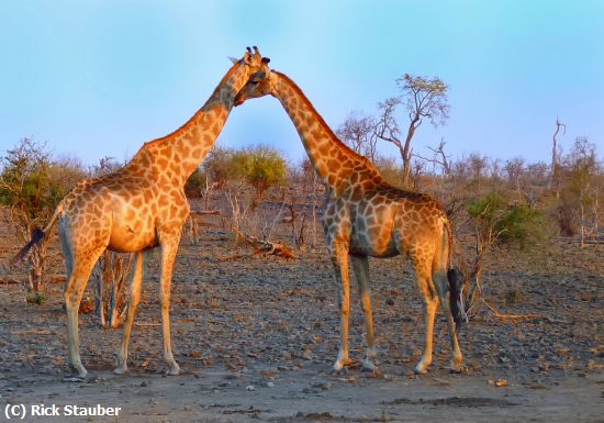 Missing Image: i_0058.jpg - Necking