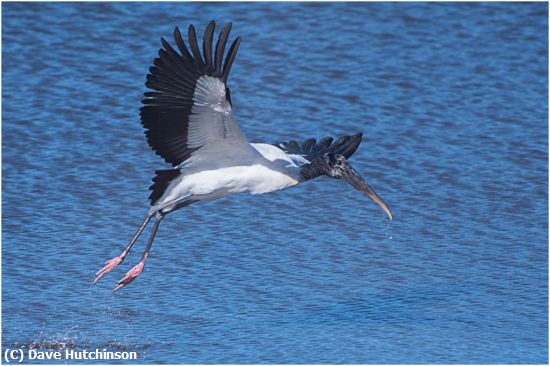 Missing Image: i_0060.jpg - Wood Stork in Flight