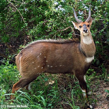 Missing Image: i_0061.jpg - Male Bushbuck, Kruger