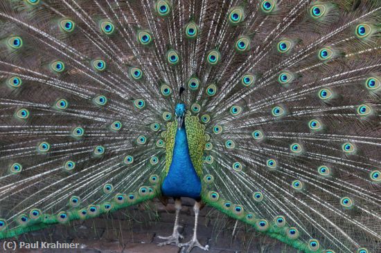 Missing Image: i_0063.jpg - Peacock Unfurled