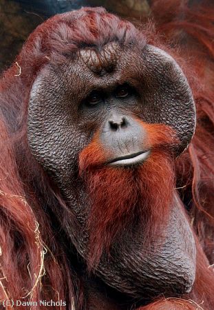 Missing Image: i_0014.jpg - Orangutan