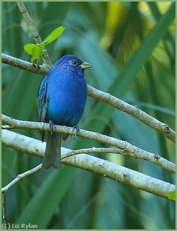 Missing Image: i_0025.jpg - INDIGO-BUNTING