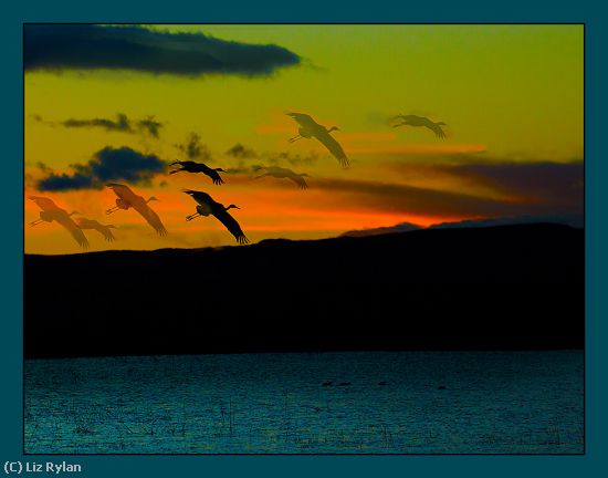 Missing Image: i_0032.jpg - Sandhill-Cranes-at-Sunset