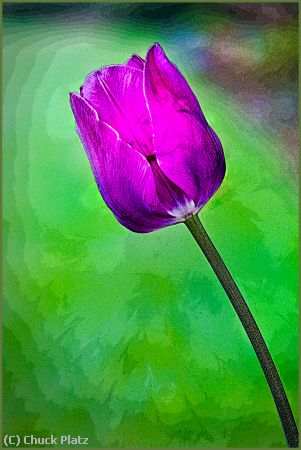 Missing Image: i_0038.jpg - Fancy Tulip