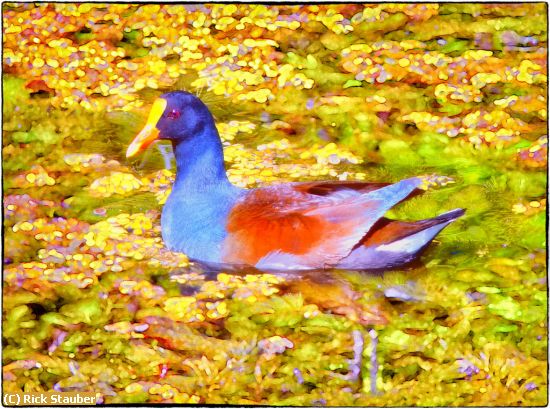 Missing Image: i_0050.jpg - Duck in Florida Pond