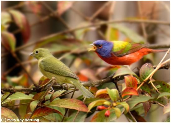 Missing Image: i_0007.jpg - Painted-Bunting-Pair