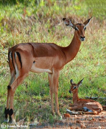 Missing Image: i_0009.jpg - Impala With Newborn