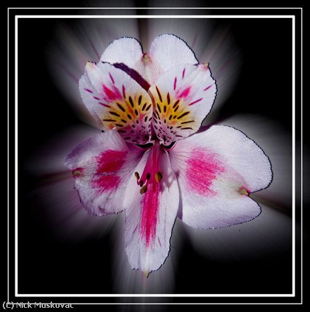 Missing Image: i_0017.jpg - Peruvian-Lily