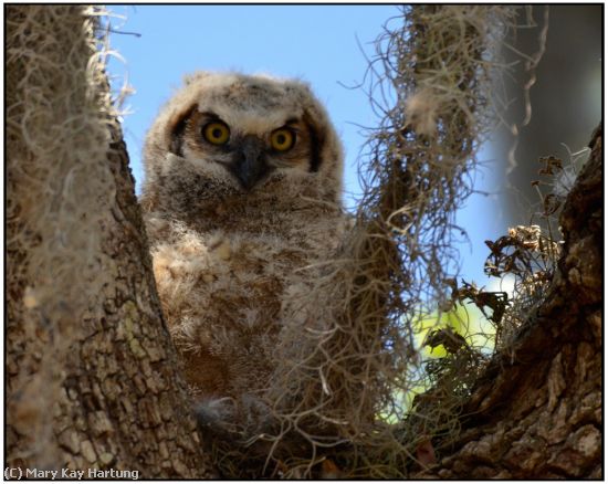 Missing Image: i_0023.jpg - Great-Horned-Owl-Chick