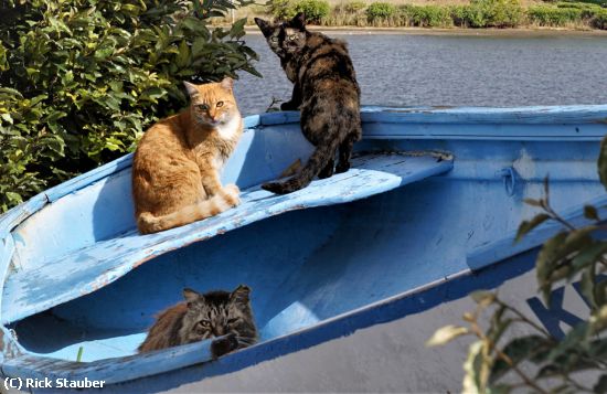 Missing Image: i_0051.jpg - Feline Mariners