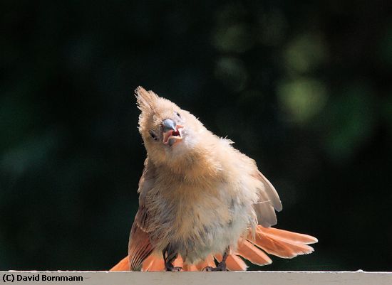 Missing Image: i_0001.jpg - Baby Cardinal