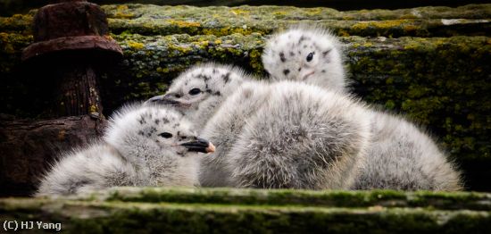 Missing Image: i_0008.jpg - Antartic Gull Chicks