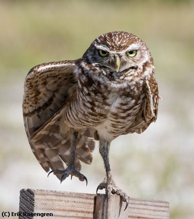 Missing Image: i_0019.jpg - Doing-the-dance-Burrowing-Owl