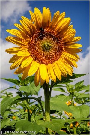 Missing Image: i_0003.jpg - Sunflower and Beetle