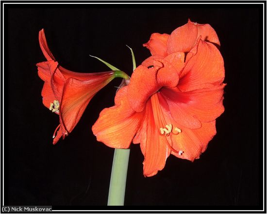 Missing Image: i_0005.jpg - Amaryllis