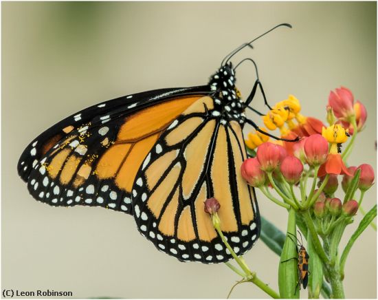 Missing Image: i_0012.jpg - Monarch on Milkweed