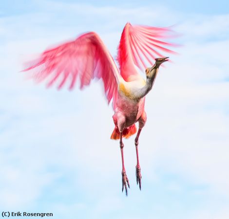 Missing Image: i_0017.jpg - Flexing-his-wings-Roseate-Spoonbill