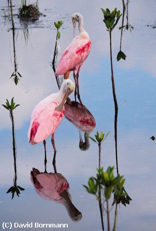 Missing Image: i_0001.jpg - Spoonbills