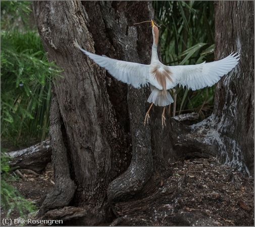 Missing Image: i_0002.jpg - To-the-nest-Cattle-Egret