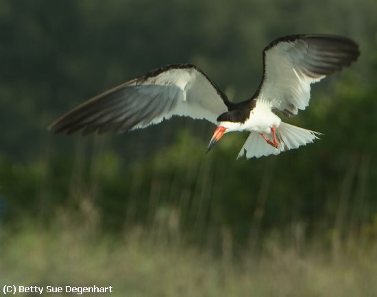 Missing Image: i_0004.jpg - Here-I-come-Black-Skimmer