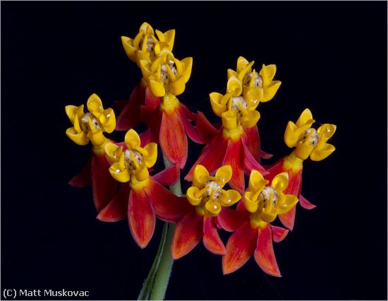 Missing Image: i_0005.jpg - Milkweed Flower