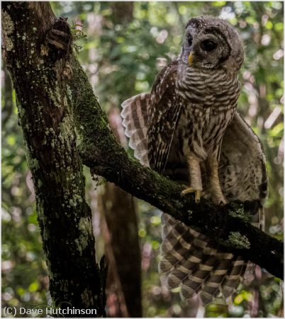 Missing Image: i_0007.jpg - BarredOwlWithPlumage