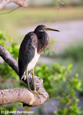 Missing Image: i_0017.jpg - Great Blue Heron