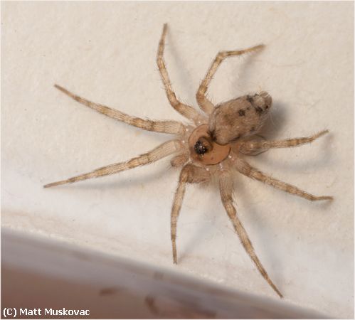 Missing Image: i_0019.jpg - Tiny Spider