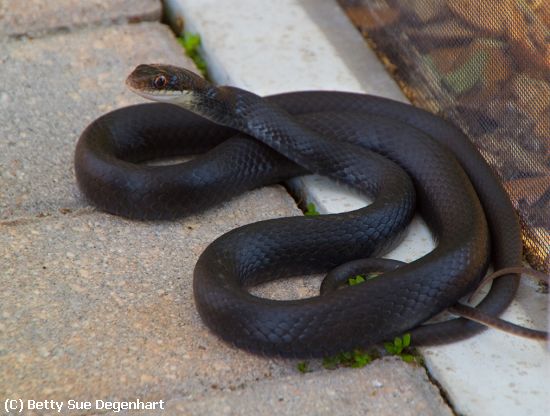 Missing Image: i_0022.jpg - Pool-Visitor-Black-Racer