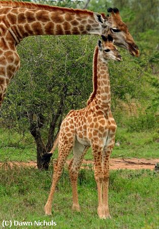 Missing Image: i_0012.jpg - Giraffe Oversees Young